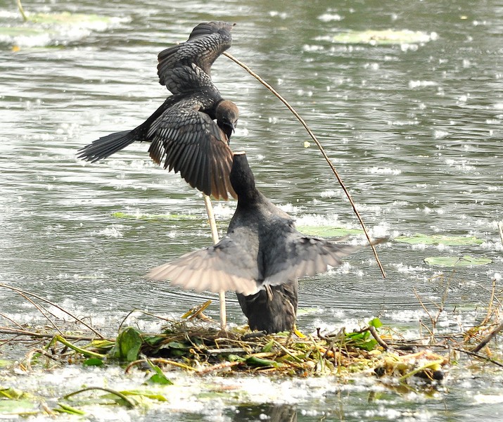 Avifauna humor